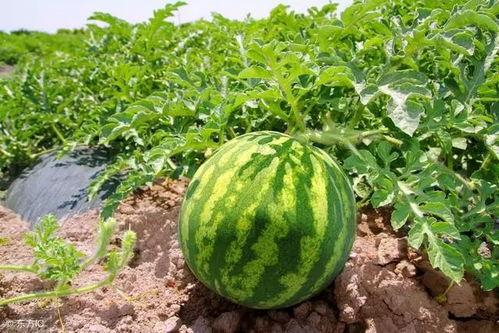 收车吃大瓜,共享大瓜盛宴