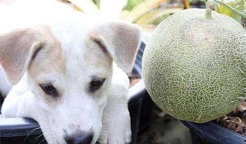 小狗可以吃哈密瓜,哈密瓜的甜蜜诱惑