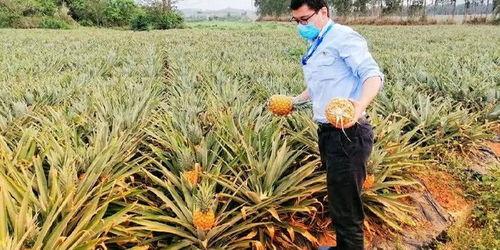 吃瓜协会海南,吃瓜协会的甜蜜瓜果之旅