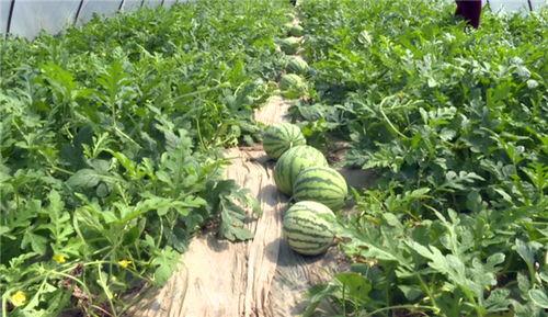 玉树最近吃瓜新闻,网友热议不断！