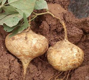 吃药可以吃土瓜,神奇草药，吃药也能助你养生保健