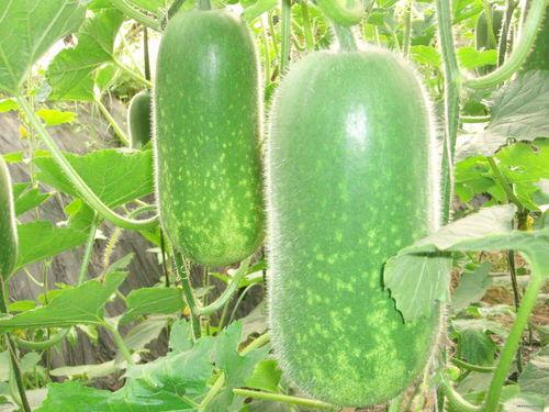 吃瓜271,网络热词背后的故事与影响