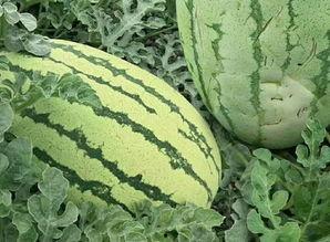 视觉年龄怎么吃瓜