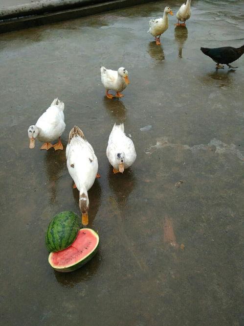 鸭吃瓜,探寻鸭类与瓜果的奇妙缘分