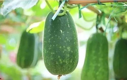 吃瓜不分时间,尽享吃瓜乐趣