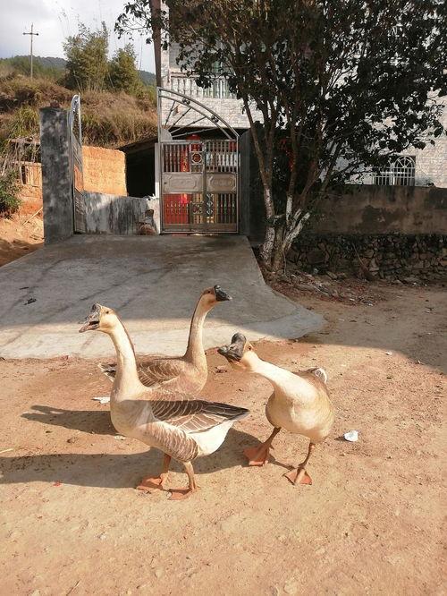 安徽吃瓜鹅,吃瓜鹅的独特魅力