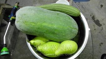 哪个专业容易吃瓜,吃瓜达人养成记