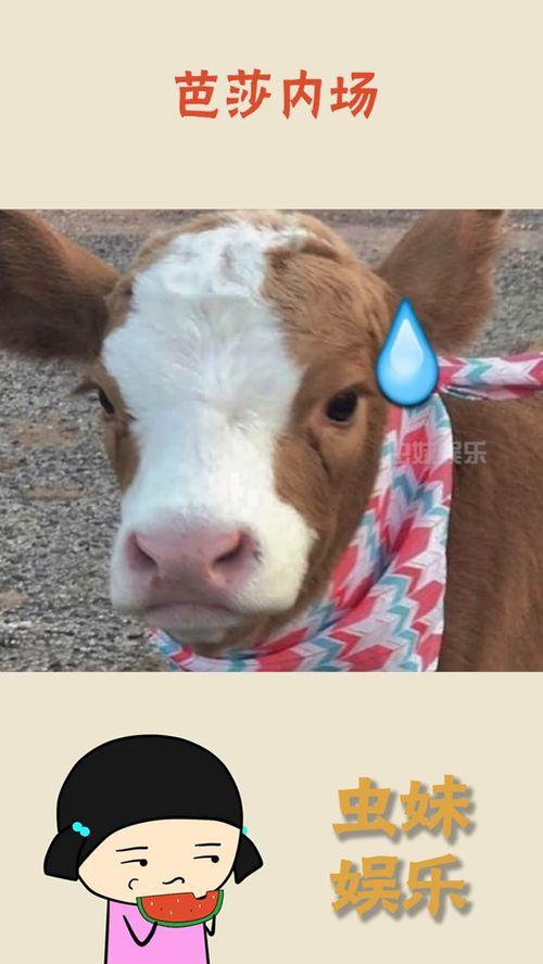 外国吃瓜抖音号,揭秘全球热点事件背后的趣味与真相