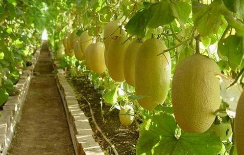 20后吃哈密瓜,哈密瓜美食之旅