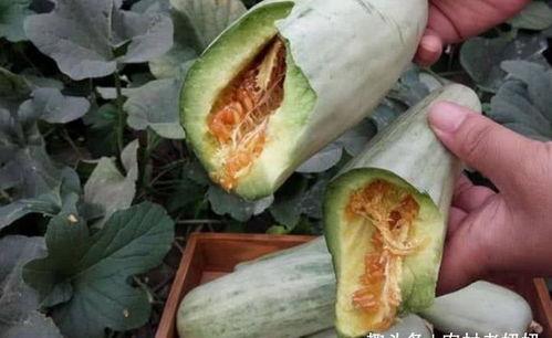 怀孕可以吃小白瓜吗,小白瓜——孕妇的绿色佳肴