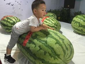 抚州吃瓜大王事件,一场网络舆论的风暴与反思