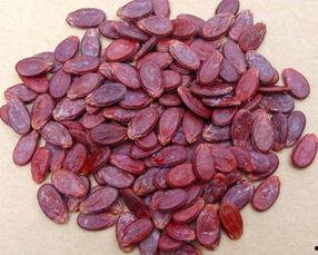 红瓜子瓜的瓜可以吃吗,揭秘可食用瓜果的奥秘