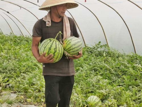 助农免费吃瓜,免费吃瓜盛宴，共享丰收喜悦