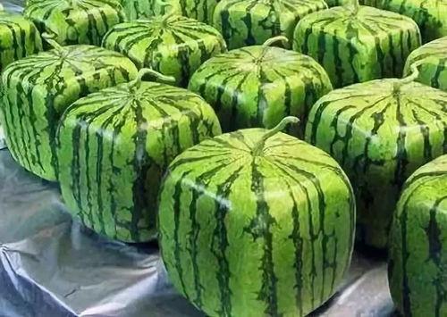 吃瓜动作多吗,揭秘他们的“瓜”动作频率