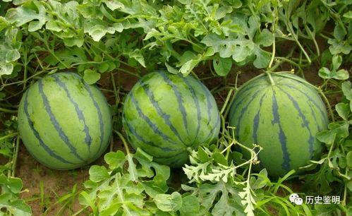 出门吃瓜,品味人间烟火气