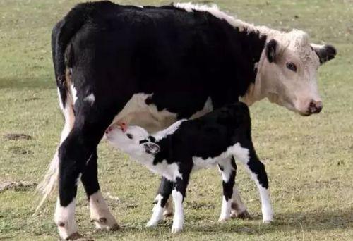 母牛可以吃生瓜吗,营养与安全的探讨