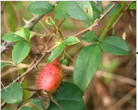 子涵吃瓜吗,瓜界新宠，吃瓜姿势大盘点