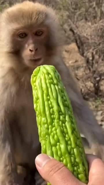 猴子吃瓜,一场猴子的夏日盛宴