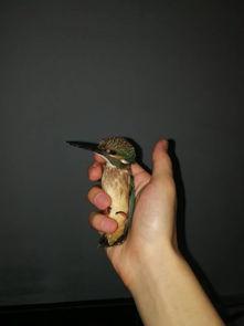 鸟怕吃瓜,揭秘瓜果与鸟类之间的奇妙关系