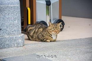 吃瓜猫咪打架,吃瓜猫咪的激情碰撞