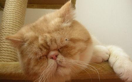 加菲猫吃瓜,加菲猫的夏日瓜果盛宴