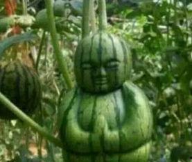 吃锅吃瓜,探寻美食与娱乐的完美融合