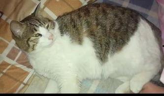 吃瓜猫背影,揭秘其神秘生活点滴