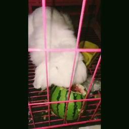 萌宠吃瓜头像,欢乐无限，带你领略萌宠界的趣味瞬间