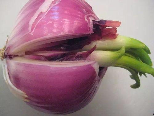 瓶子吃瓜转会2024,瓶子吃瓜转会风云录