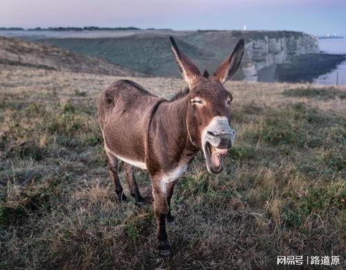 吃瓜中心牲口,揭秘娱乐圈背后的真实故事
