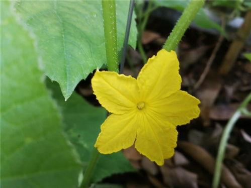 吃爬藤瓜,爬藤瓜的生态奥秘与美食之旅