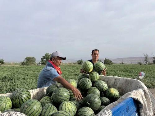 河北邯郸邱县吃瓜,探寻河北邯郸的甜蜜诱惑